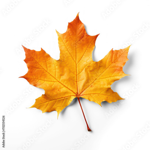 maple leaf on isolate transparency background, PNG