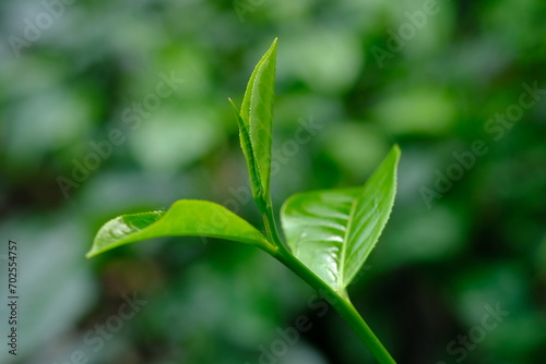 Tea plantation. Tea leaf shoots. Camellia sinensis is a tea plant, a species of plant whose leaves and shoots are used to make tea.