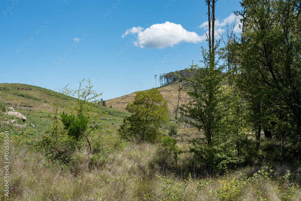 Obraz premium partially deforested hill top