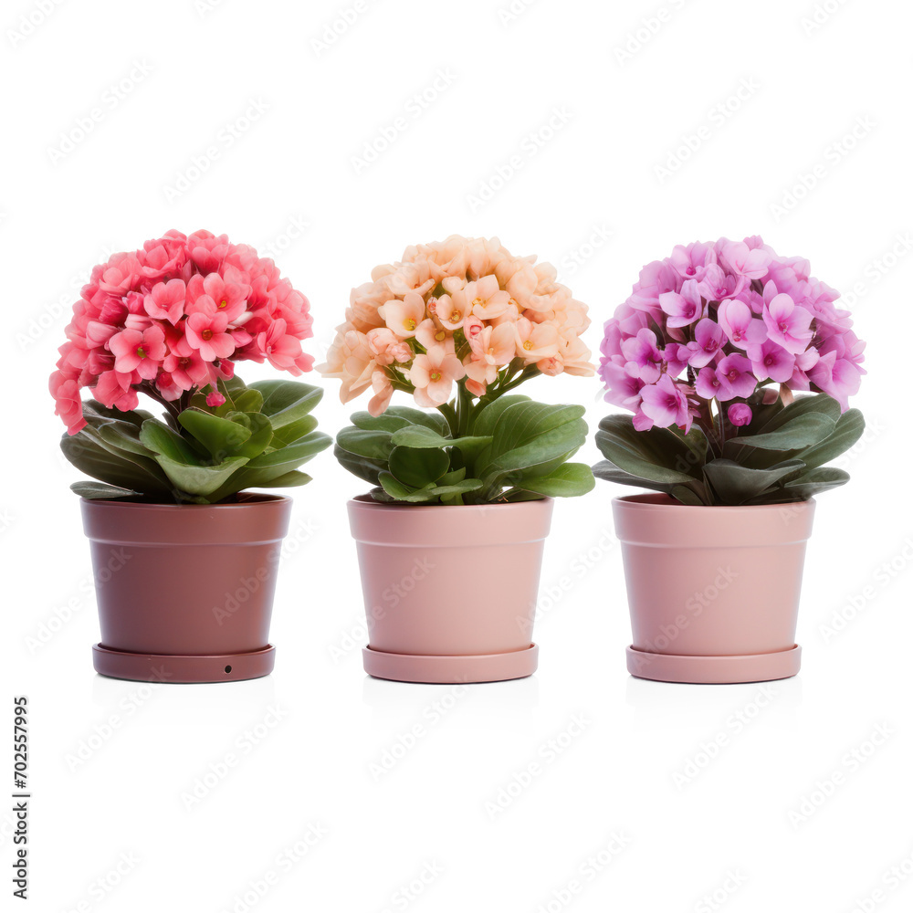 Three flowers of kalanchoe in pots on isolate transparency background, PNG