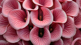 A close-up of pink anthurium flowers with a velvety texture and swirling patterns