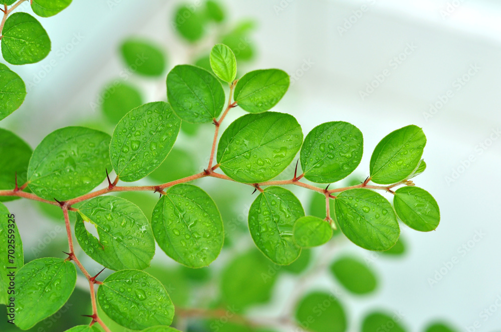 Bidara plant or Ziziphus mauritiana is one of the plants used as ...