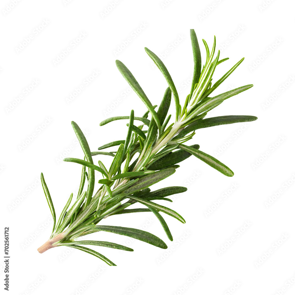 Fototapeta premium Floating Of Rosemary, Without Shadow, Isolated Transparent Background