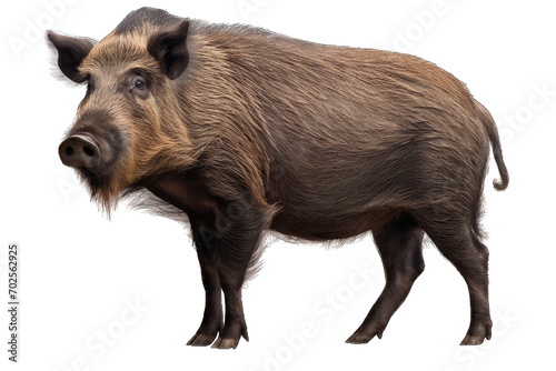 wild boar isolated on white background photo