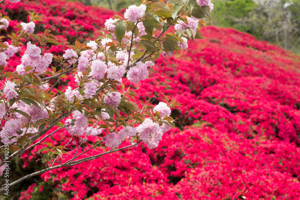 Obraz premium 赤いツツジの花をバックにピンクの八重桜の花