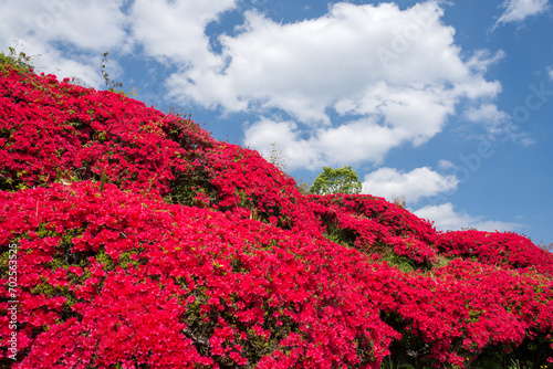 空の下の赤いツツジの花