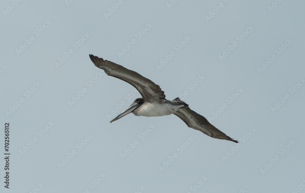 Obraz premium Brown pelican hunting between Treasure Island and St Pete beach - 1