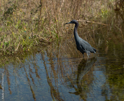 Little blue heron hunting at Myakka River