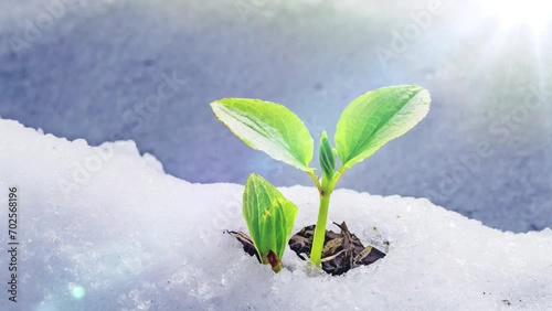 雪解けの春に生えてくる新芽 AI画像