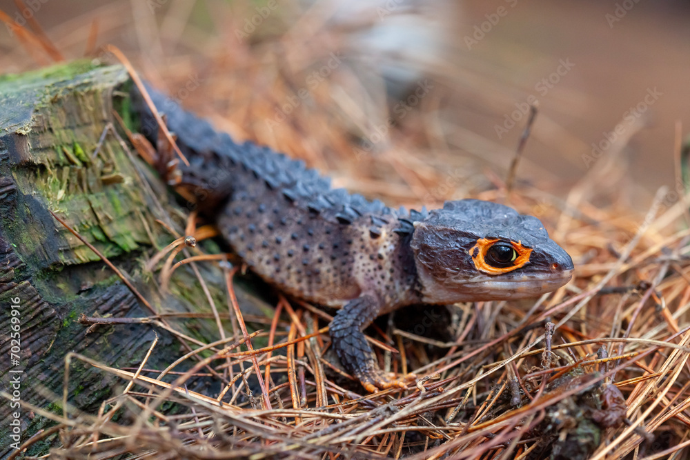 Fototapeta premium Red Eyed Spiny Lizard