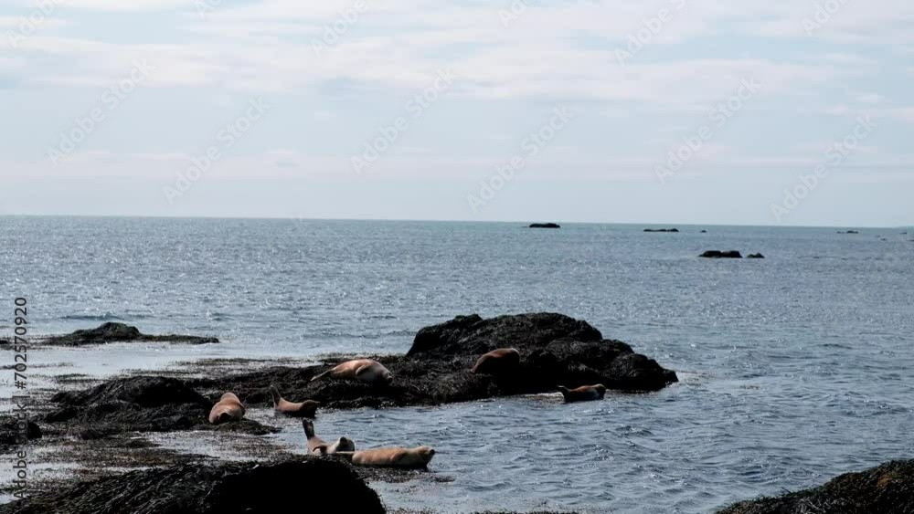 Seals By The Shoreline Of Ytri Tunga Beach In Summer In Snaefellsnes Peninsula, Iceland. - wide shot