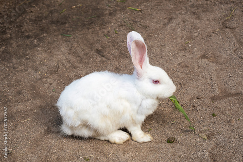 Portrait of white rabbit at petting zoo.