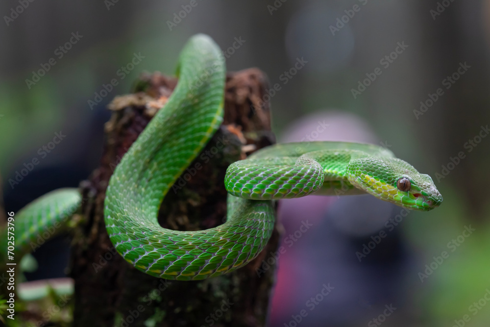 Snakes Vave High Venom Snakes Vave High Venom