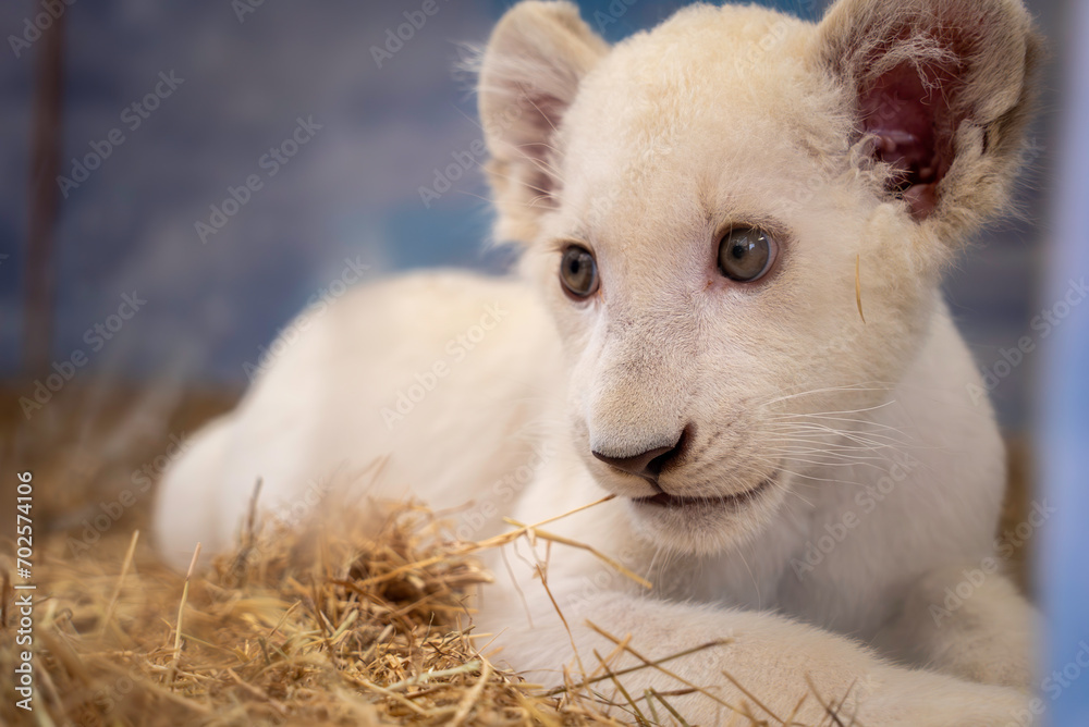 Obraz premium ホワイトライオンの赤ちゃん