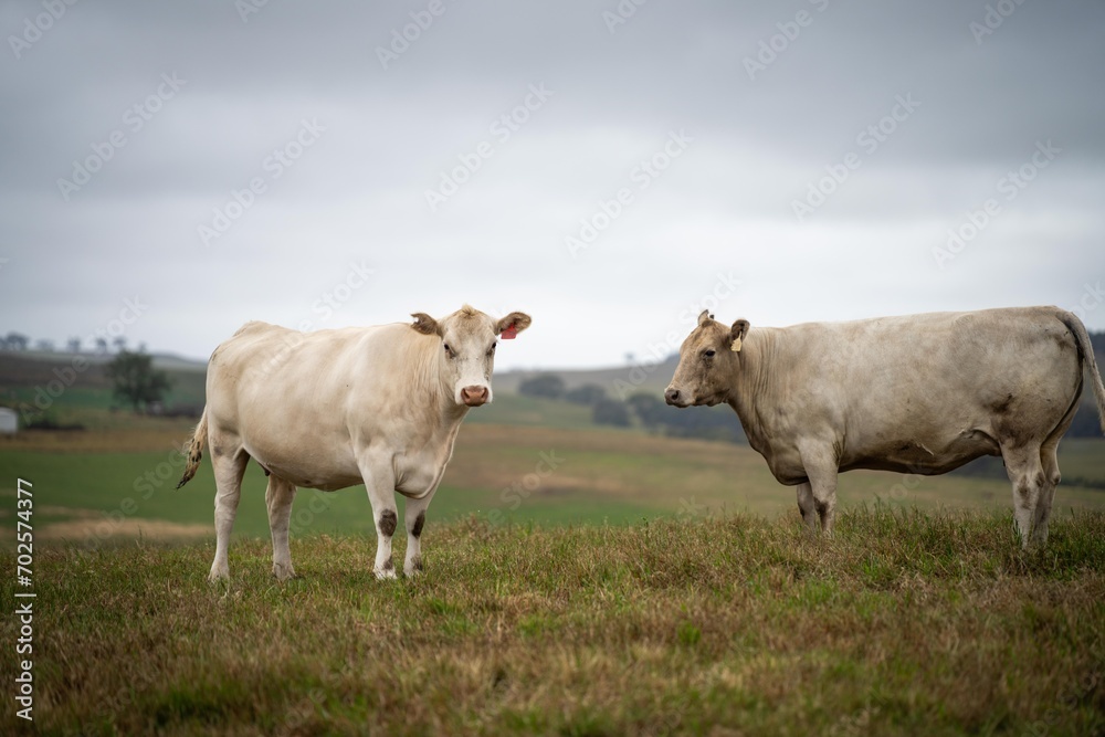 Australian cows grazing in a field on pasture. close up of a white murray grey cow eating grass in a paddock in springtime in australia Australian cows grazing in a field on pasture. close up of a white murray grey cow eating grass in a paddock in springtime in australia