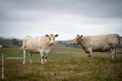 Australian cows grazing in a field on pasture. close up of a white murray grey cow eating grass in a paddock in springtime in australia © Phoebe