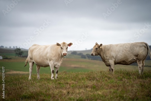 Wallpaper Mural Australian cows grazing in a field on pasture. close up of a white murray grey cow eating grass in a paddock in springtime in australia Torontodigital.ca