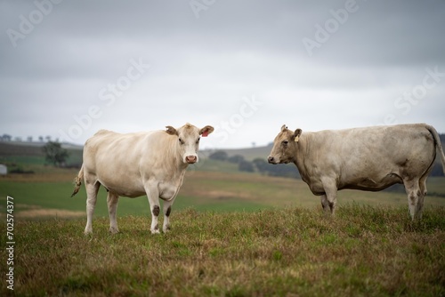 Australian cows grazing in a field on pasture. close up of a white murray grey cow eating grass in a paddock in springtime in australia