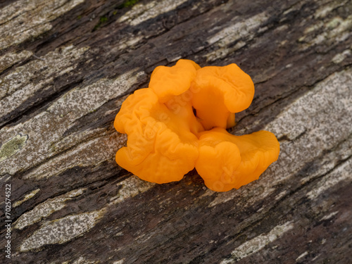 PC290226 orange jelly fungus, Dacrymyces chrysospermus, on rotting conifer wood, cECP 2023 photo
