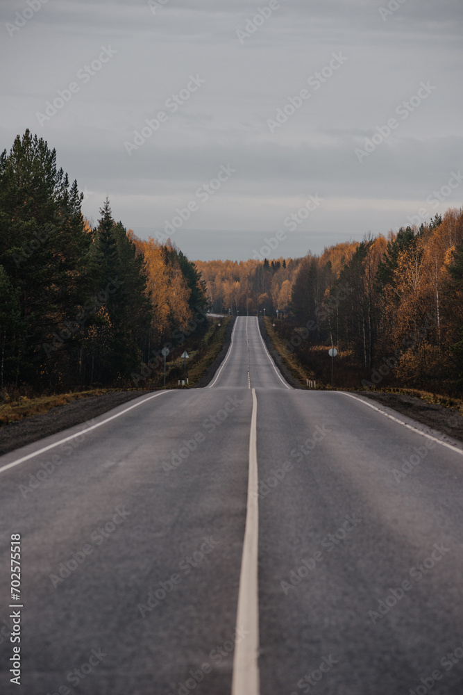 an empty road, surrounded by a yellow autumn forest