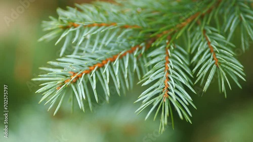 Background From Branches Of Blue Spruce. Bushy Selection Of Colorado Spruce. photo