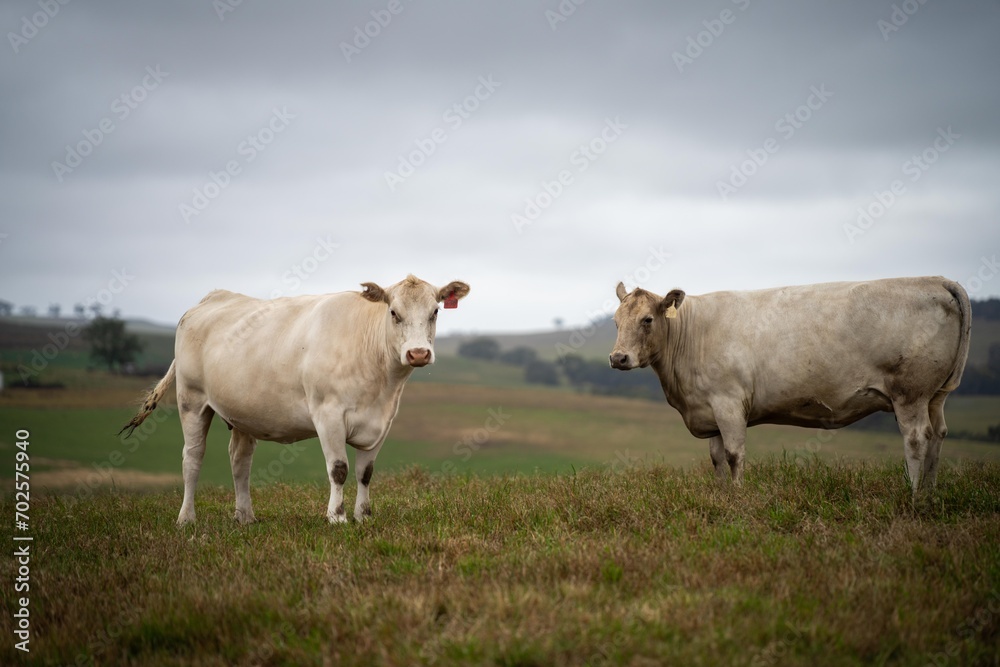 cows in field, grazing on grass and pasture in Australia, on a farming ranch. Cattle eating hay and silage. breeds include speckle park, Murray grey, angus, Brangus, hereford, wagyu, dairy cows. cows in field, grazing on grass and pasture in Australia, on a farming ranch. Cattle eating hay and silage. breeds include speckle park, Murray grey, angus, Brangus, hereford, wagyu, dairy cows.