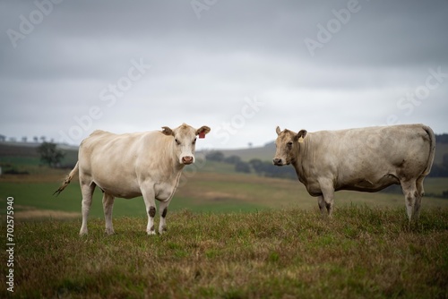 cows in field, grazing on grass and pasture in Australia, on a farming ranch. Cattle eating hay and silage. breeds include speckle park, Murray grey, angus, Brangus, hereford, wagyu, dairy cows.