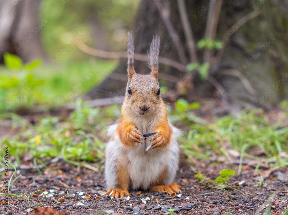 Squirrel eats a nut while sitting in green grass. Eurasian red squirrel, Sciurus vulgaris Squirrel eats a nut while sitting in green grass. Eurasian red squirrel, Sciurus vulgaris
