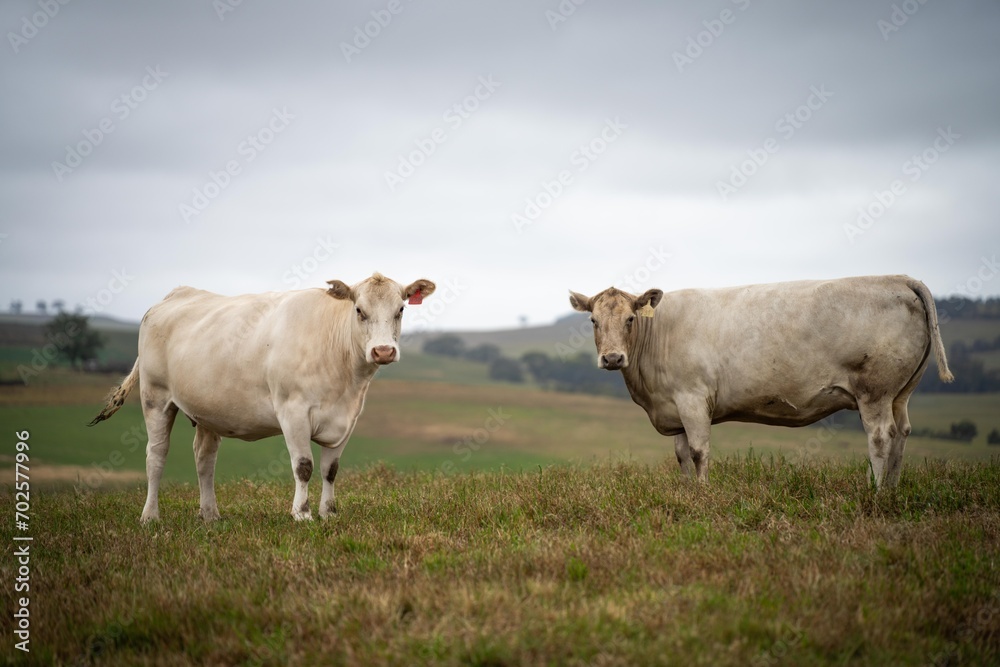 close up of a white cow grazing in a field in australia