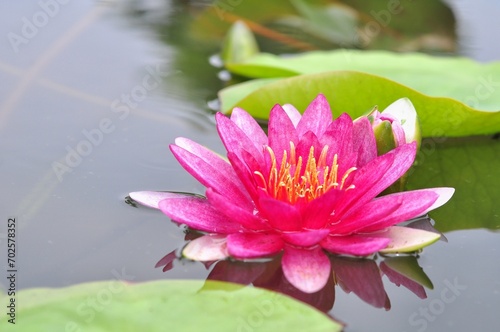 Nature photograph with close-up of pink lotus water lily In pond on natural background 