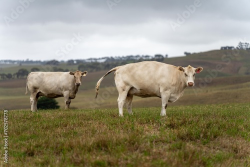 Fototapeta Naklejka Na Ścianę i Meble -  Australian cows grazing in a field on pasture. close up of a white murray grey cow eating grass in a paddock in springtime in australia