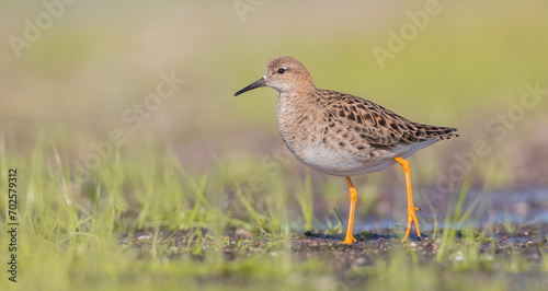 Ruff - female feeding at the wetland on the mating season in spring