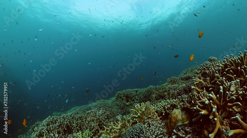 Underwater scene with coral garden. Tropical fish and coral reef.