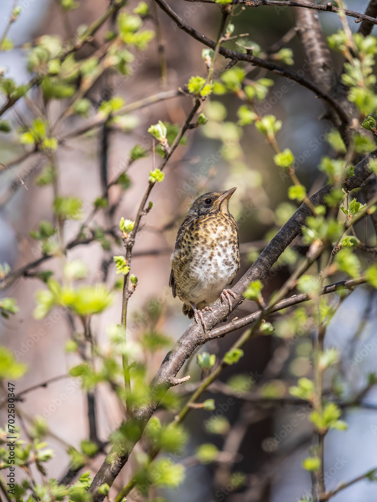 Fototapeta premium A fieldfare chick, Turdus pilaris, has left the nest and is sitting on a branch. A chick of fieldfare sitting and waiting for a parent on a branch.