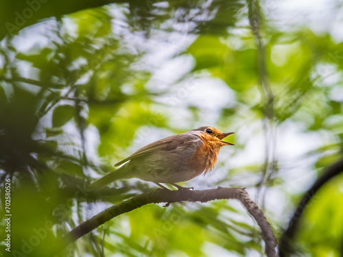 European Robin, Erithacus rubecula, song bird sits on tree in the spring forest or park