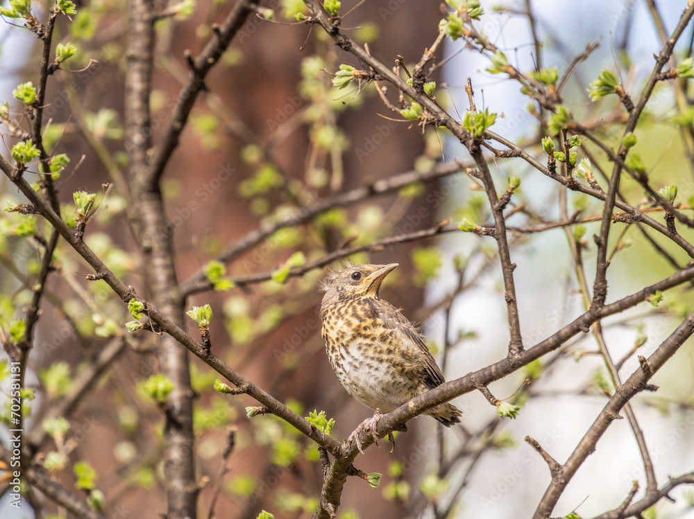 A fieldfare chick, Turdus pilaris, has left the nest and is sitting on a branch. A chick of fieldfare sitting and waiting for a parent on a branch. A fieldfare chick, Turdus pilaris, has left the nest and is sitting on a branch. A chick of fieldfare sitting and waiting for a parent on a branch.