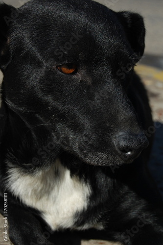 Black dog with light brown eyes lying on the floor