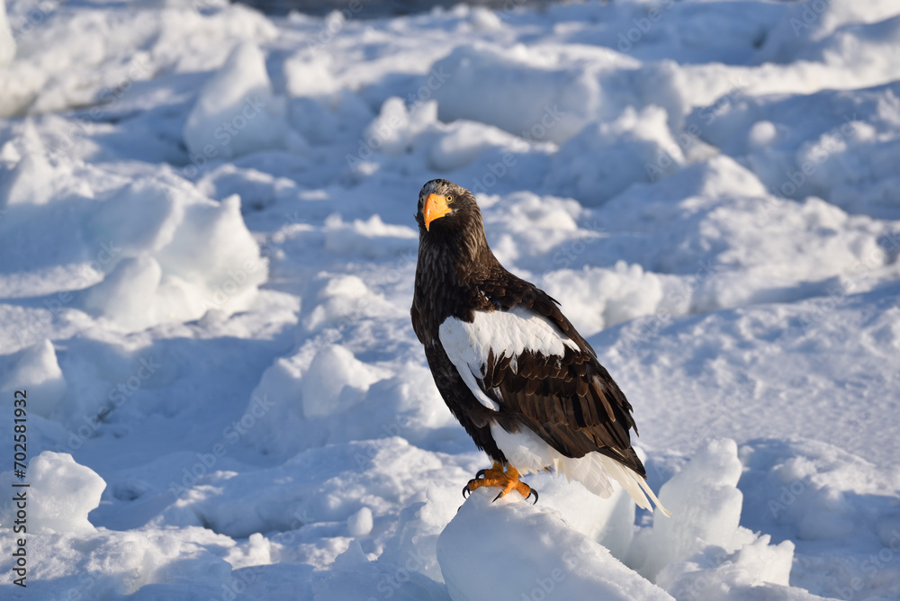 Bird watching with floating ices in winter Bird watching with floating ices in winter