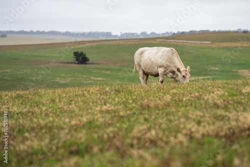 Fototapeta Naklejka Na Ścianę i Meble -  Cow face close up looking at camera. white murray grey cow