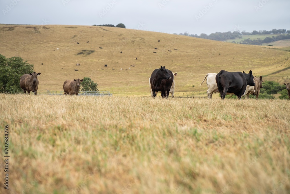 Portrait of Cows in a field grazing. Regenerative agriculture farm storing co2 in the soil with carbon sequestration