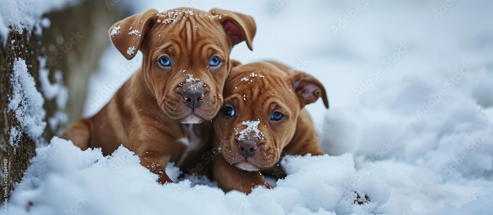 Two brown Pitbull puppies with blue eyes playing in a wintry scene. Two brown Pitbull puppies with blue eyes playing in a wintry scene.