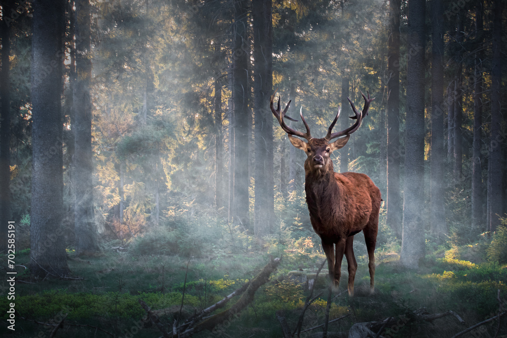 a buck deer standing in a foggy shadow sunlit forest