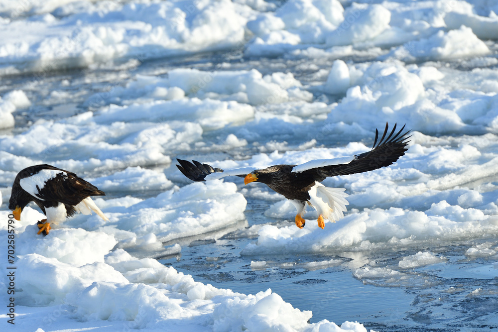 Bird watching with floating ices in winter Bird watching with floating ices in winter