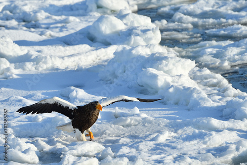 Bird watching with floating ices in winter