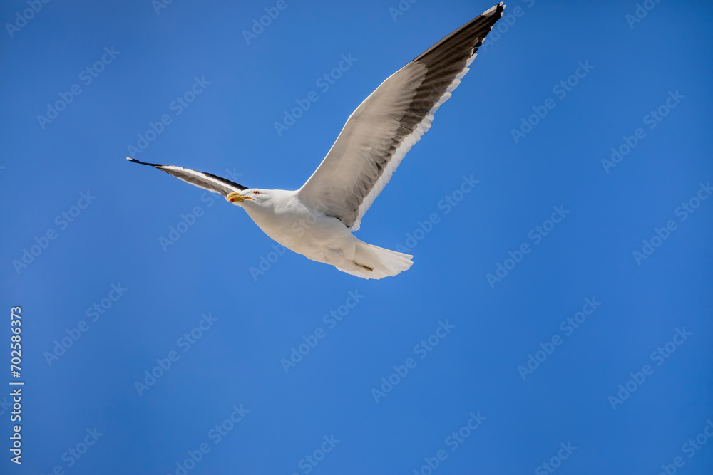 Obraz premium the southern black-backed gull (Larus dominicanus) is a gull that breeds on coasts and islands through much of the Southern Hemisphere. 