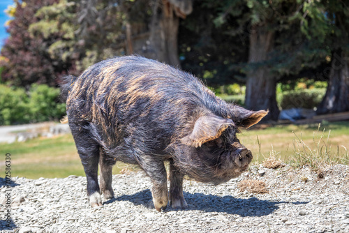 The Kunekune pig in Walter Peak High Country Farm in queenstown new zealand. enjoy a farmyard tour and see sheep dog demonstrations. Traditional afternoon tea is included. photo