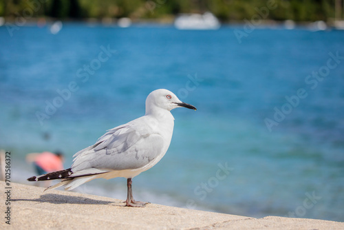 The black-billed gull (Chroicocephalus bulleri) is a Near Threatened species of gull in the family Laridae. The background is Lake Wakatipu of Queenstown New Zealand.