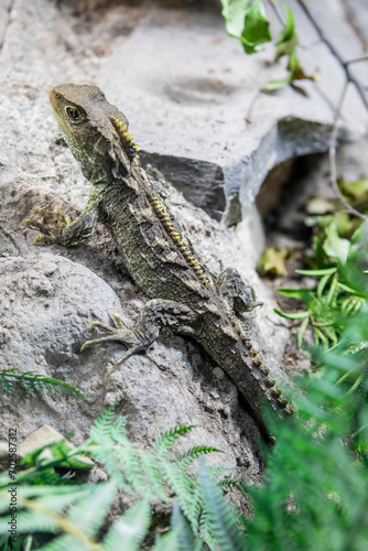 Tuatara (Sphenodon punctatus) are reptiles endemic to New Zealand. Despite their close resemblance to lizards, they are part of a distinct lineage, the order Rhynchocephalia photo