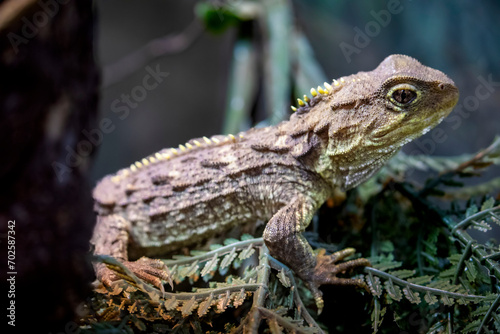 Tuatara (Sphenodon punctatus) are reptiles endemic to New Zealand. Despite their close resemblance to lizards, they are part of a distinct lineage, the order Rhynchocephalia