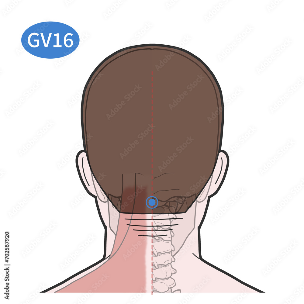 Gv16 Point 풍부 혈자리 경혈 일러스트 Stock Illustration | Adobe Stock